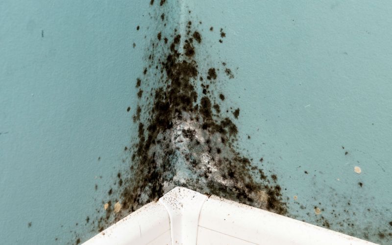 mould removal Galway