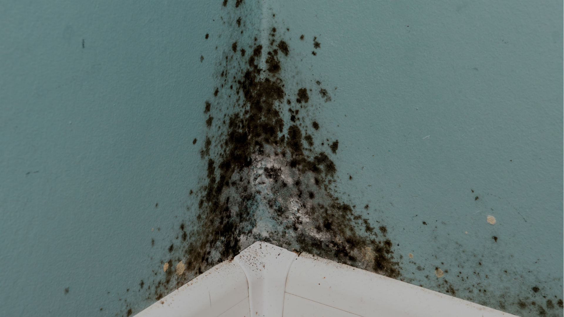 black-mould-min.jpg?id=480